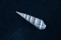 藏品(筍螺)的圖片